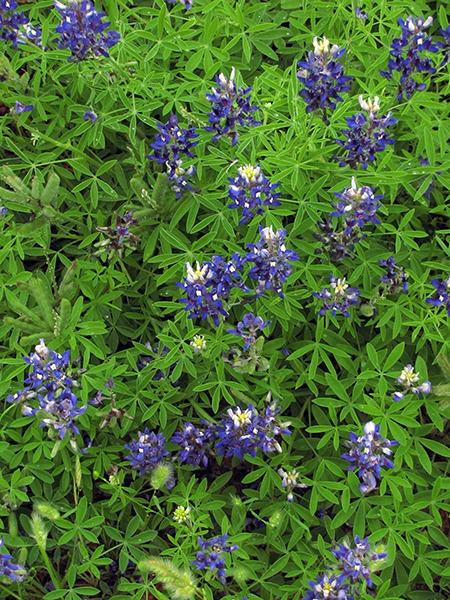 Bluebonnets Close-up 2024